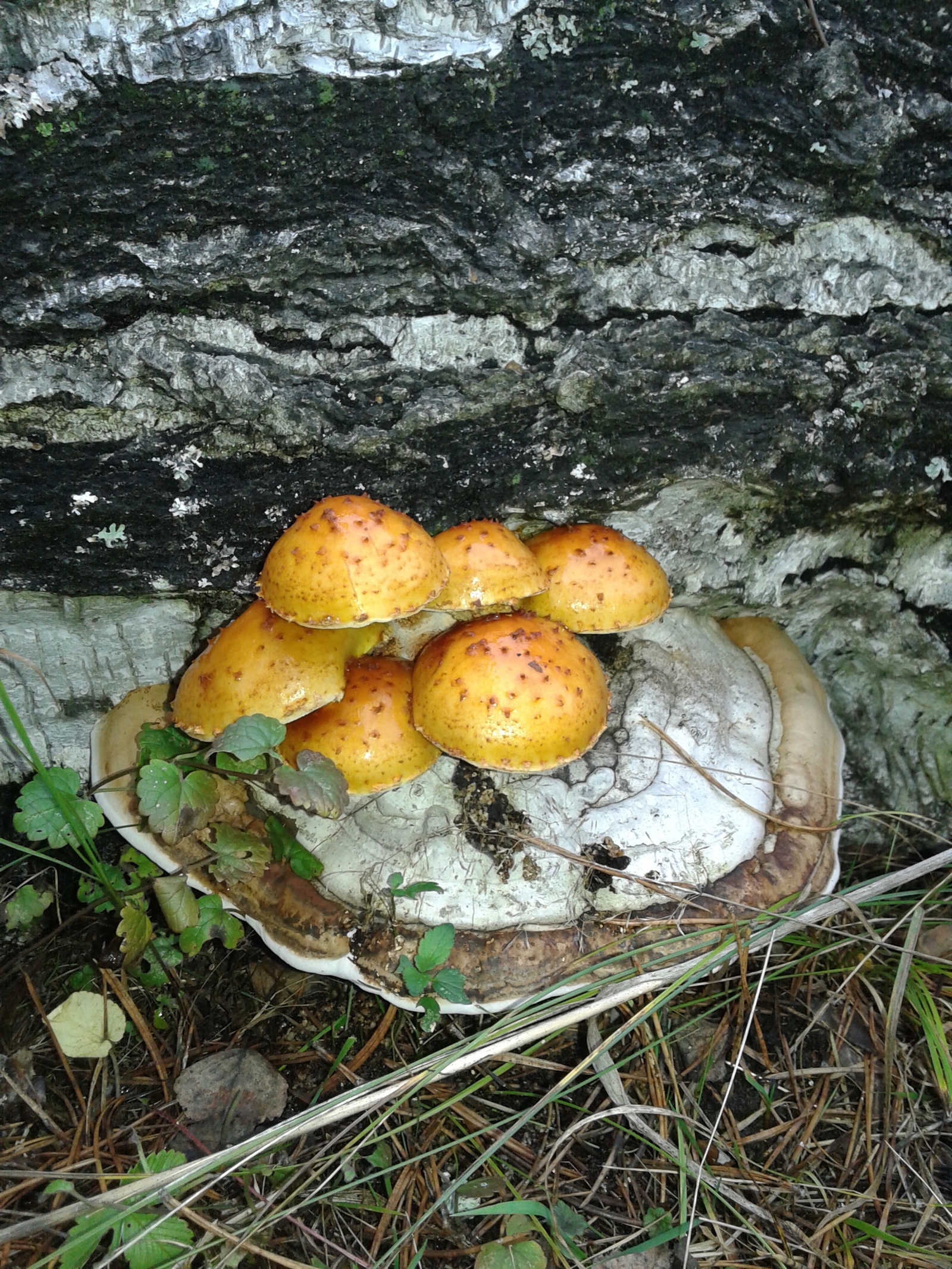 Mushrooms - My, Mushrooms, My, Southern Urals, Longpost