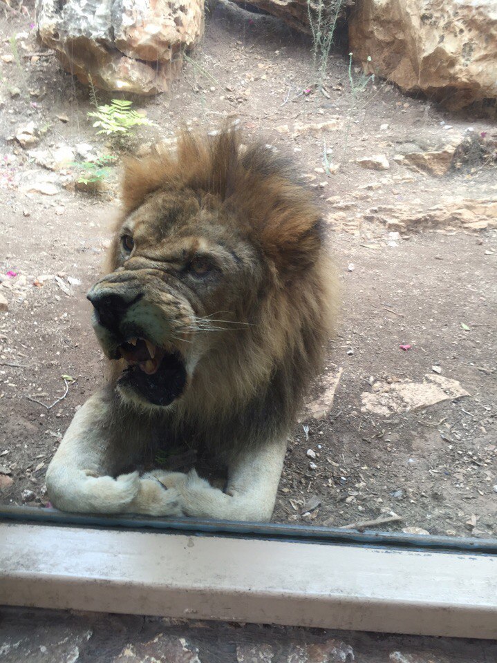 Zoo in Haifa, Israel. The photogenicity of the inhabitants rolls over. - My, a lion, Zoo, Israel, Haifa, Badly, Photogenic, Longpost