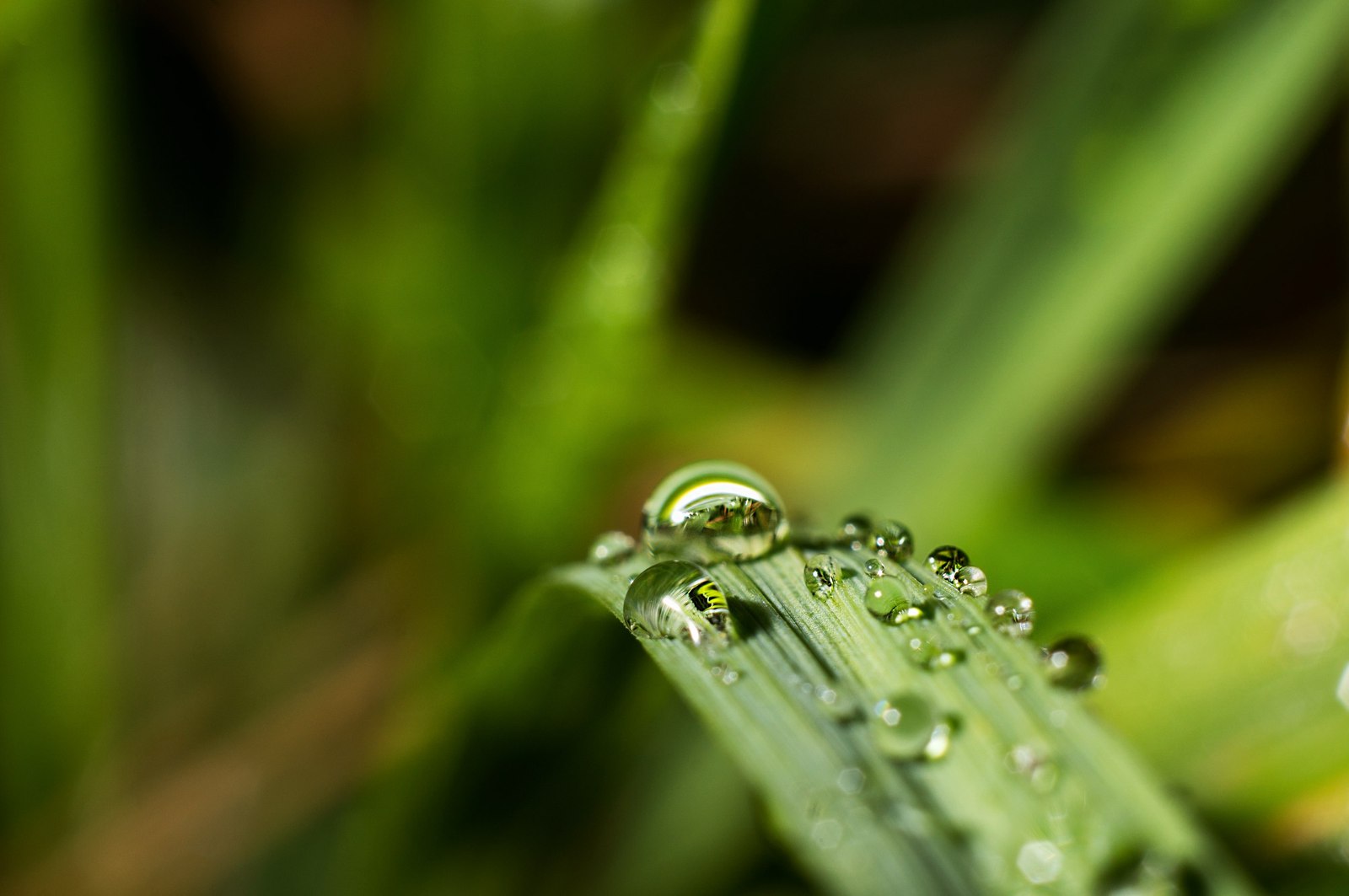 Drops - My, Drops, Photo, After the rain, Sony, , Longpost