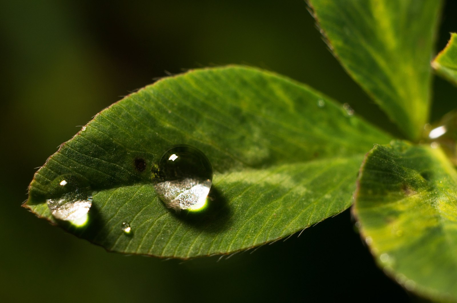 Drops - My, Drops, Photo, After the rain, Sony, , Longpost