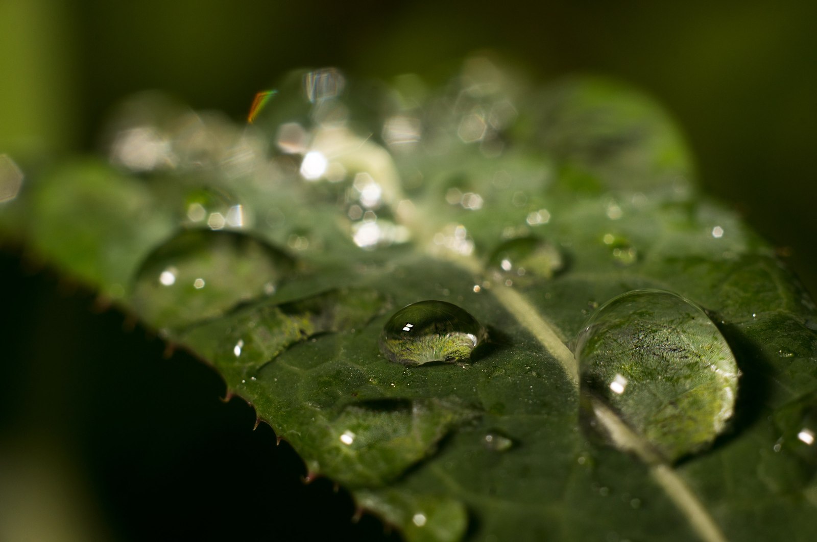 Drops - My, Drops, Photo, After the rain, Sony, , Longpost