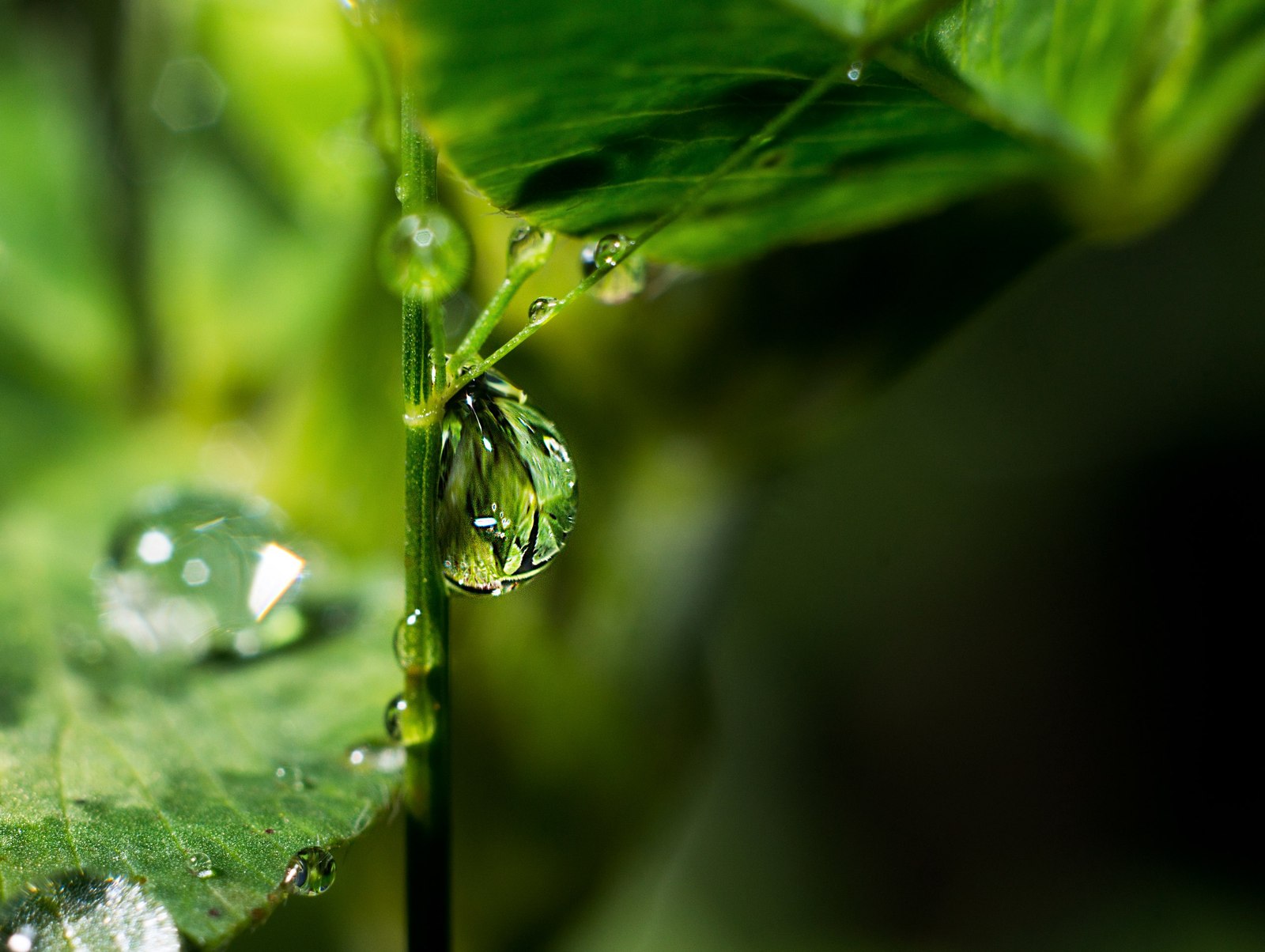 Drops - My, Drops, Photo, After the rain, Sony, , Longpost