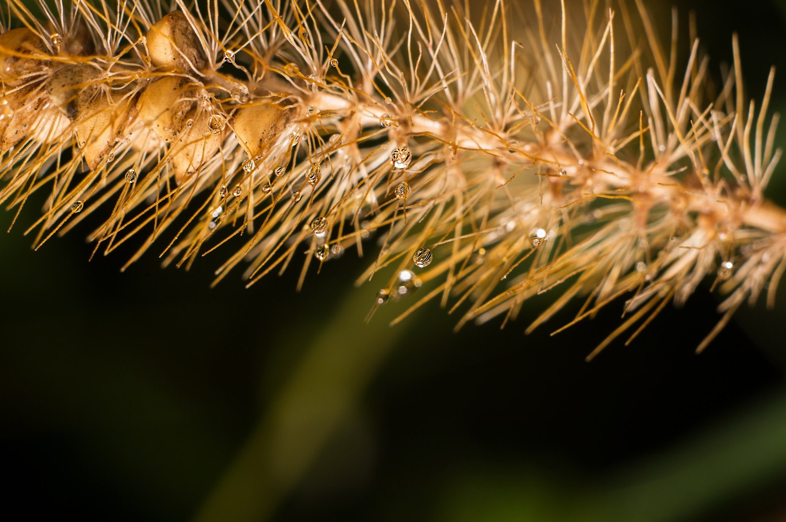 Drops - My, Drops, Photo, After the rain, Sony, , Longpost