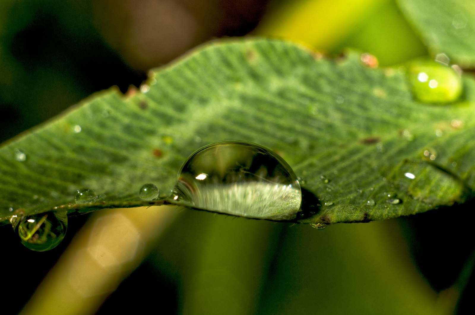 Drops - My, Drops, Photo, After the rain, Sony, , Longpost