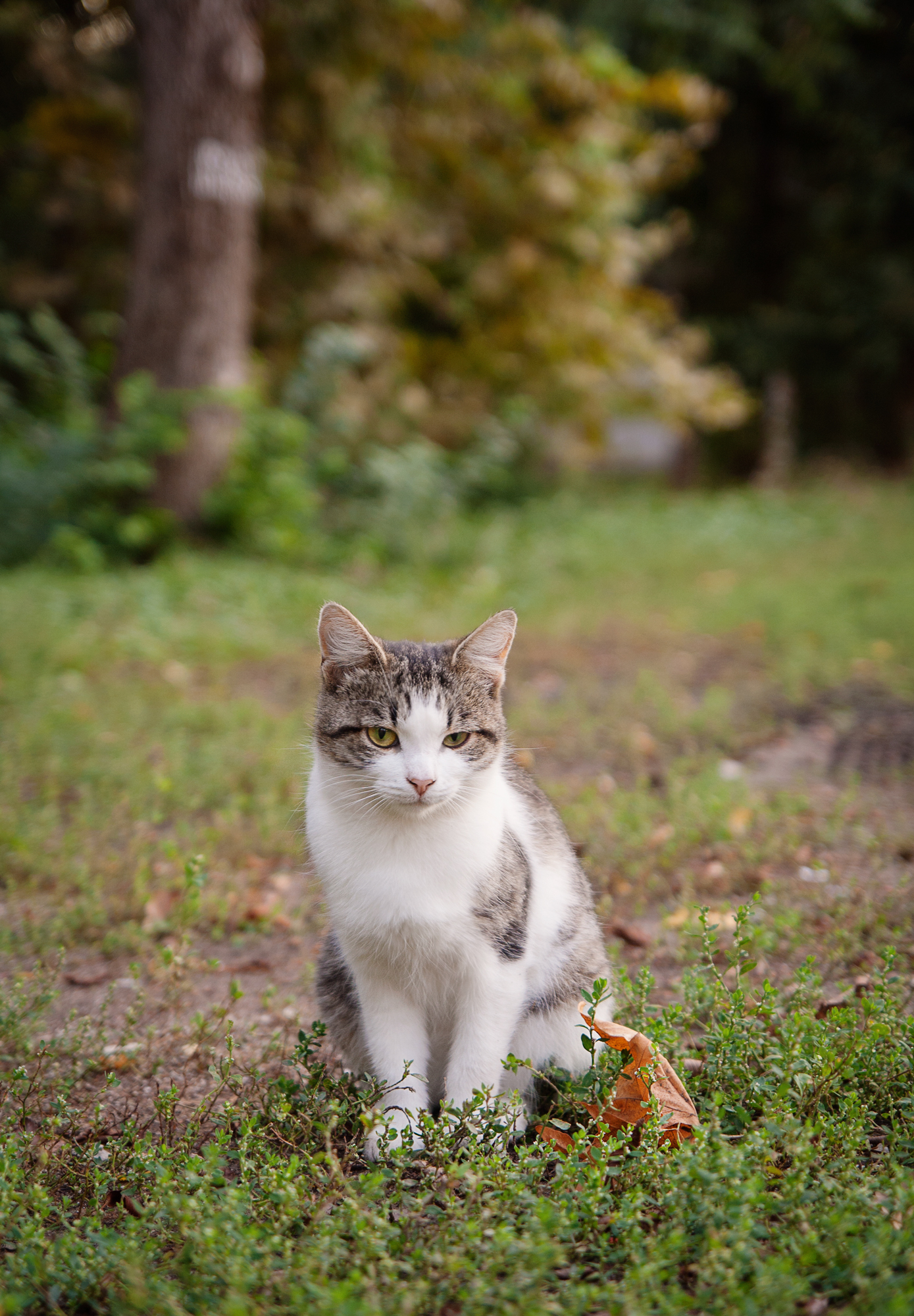 Sad - My, cat, Photo, My, Canon 1000d, Autumn