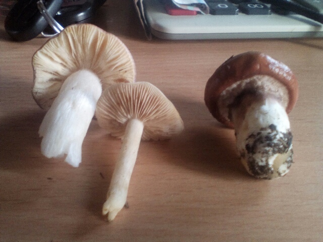 Mushrooms - My, Mushrooms, Help