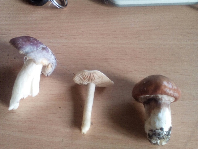 Mushrooms - My, Mushrooms, Help