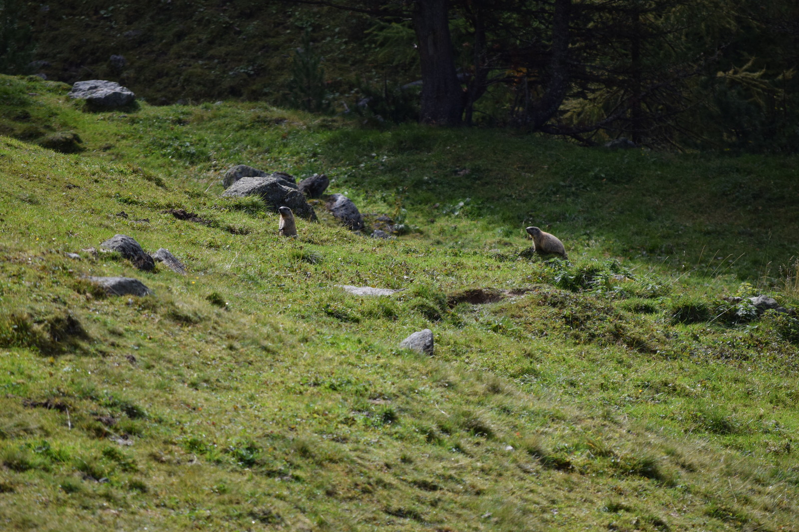 Swiss National Park (Schweizerischer Nationalpark) - My, Photo, Nature, The mountains, Switzerland, Marmot, Longpost