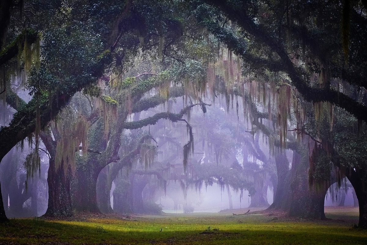 Morning fog. - Photo, Nature, Tree, Fog