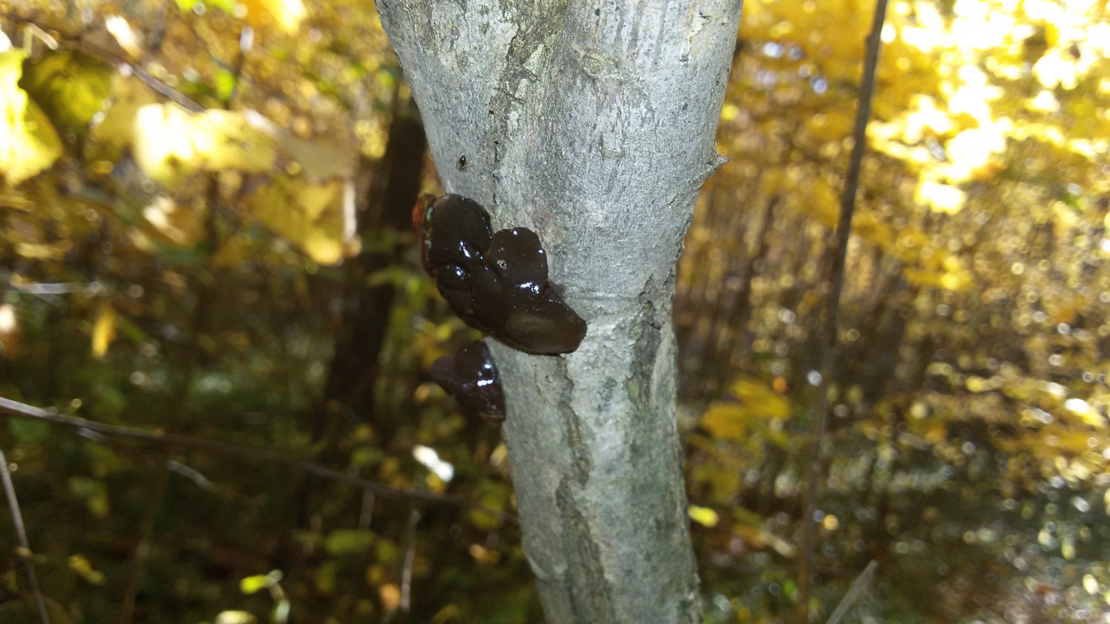 Silent hunt - My, Silent hunt, Forest, Mushrooms, Report, Longpost