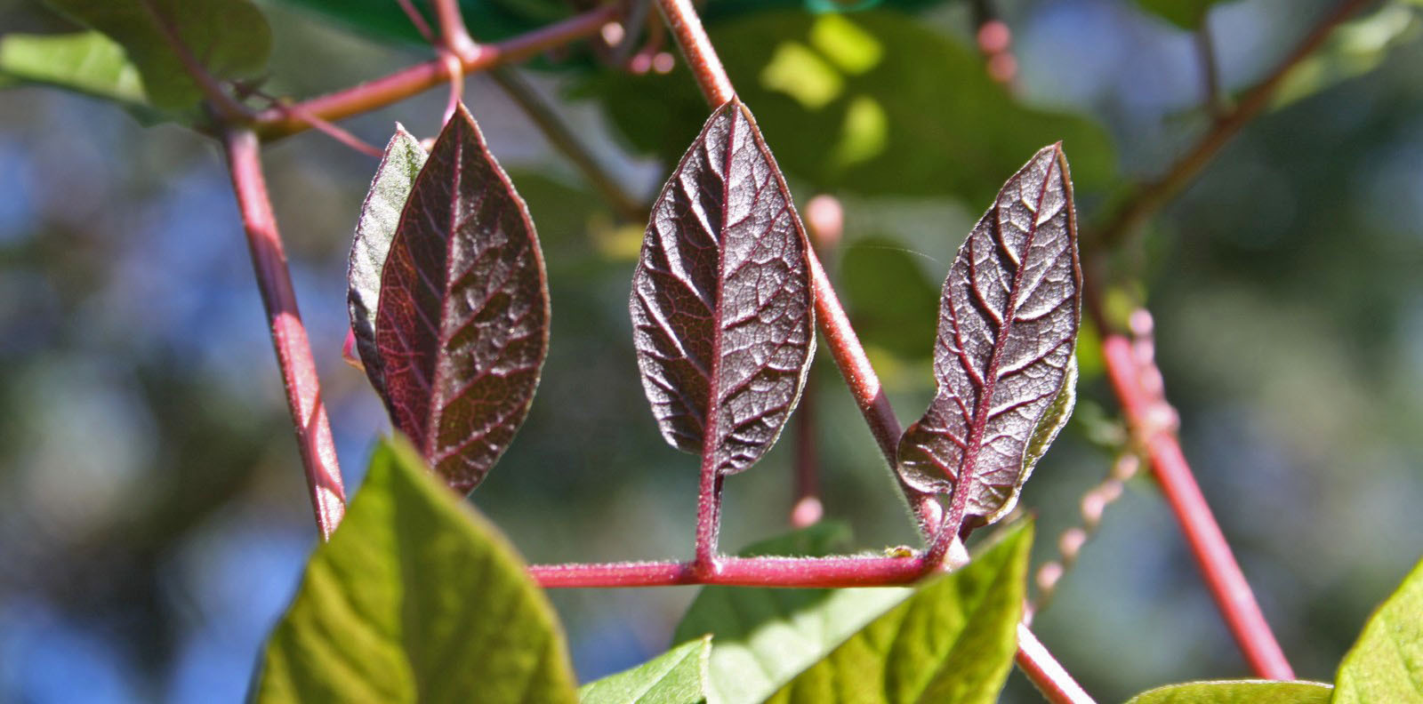 Such a different clematis - My, Photo, Botanical Garden, Clematis, Leaves, Geometry, Flowers, Longpost