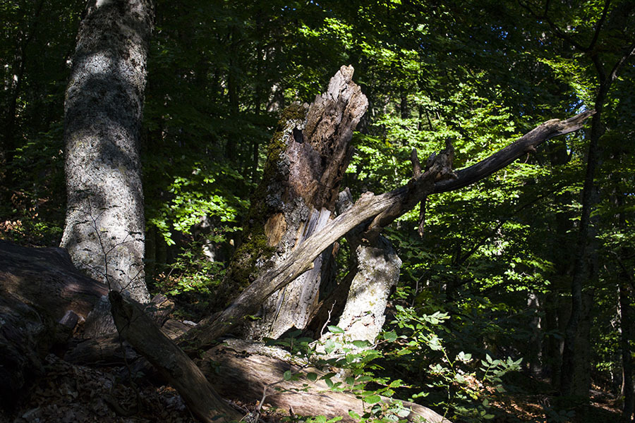 HPD on the Chatyr-Dag plateau (photo report) - My, Crimea, Tracking, Travels, Photo, Hike, Tourism, Adventures, Chatyr-Dag, Longpost