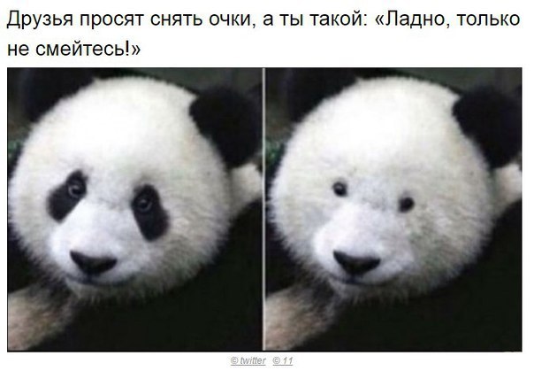 I have glasses, but I won't take them off, of course. - Glasses, Certainly, Panda, In contact with, Accordion, Tag, Repeat