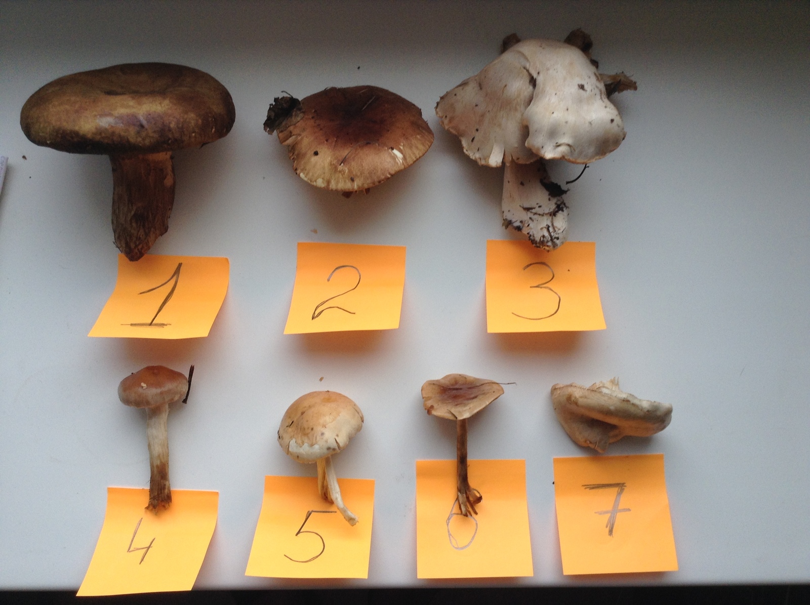 Please tell me what kind of mushrooms - Mushrooms, Collected, Mushroom season, 