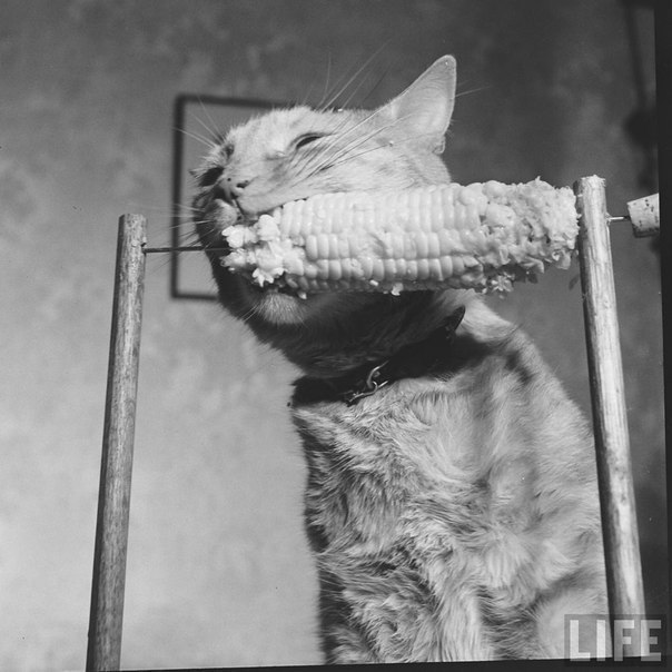 Кот ест кукурузу. - Кот, Life, Черно-белое, Фотография, 1951, Длиннопост