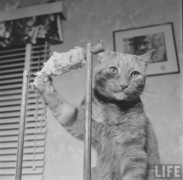 The cat eats corn. - cat, Life, Black and white, The photo, 1951, Longpost