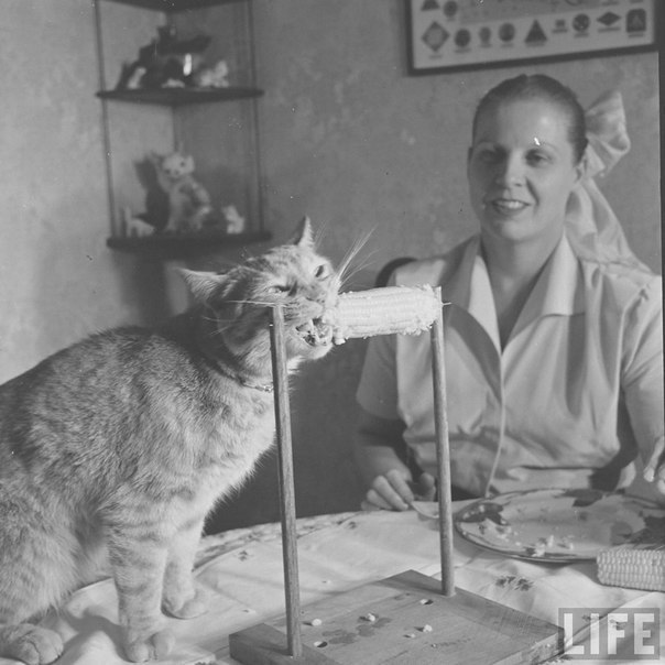 The cat eats corn. - cat, Life, Black and white, The photo, 1951, Longpost