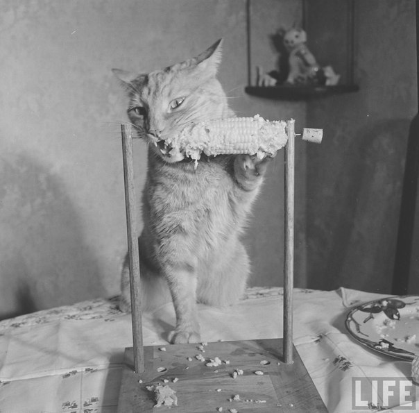 Кот ест кукурузу. - Кот, Life, Черно-белое, Фотография, 1951, Длиннопост