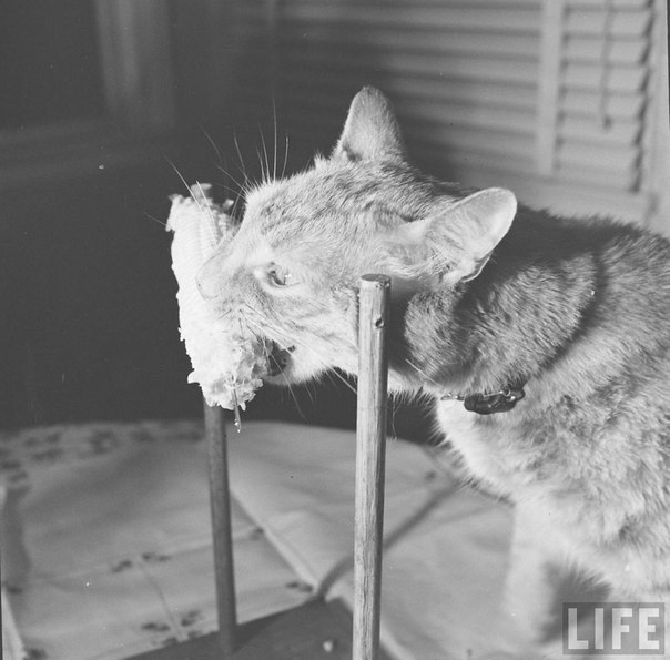 The cat eats corn. - cat, Life, Black and white, The photo, 1951, Longpost