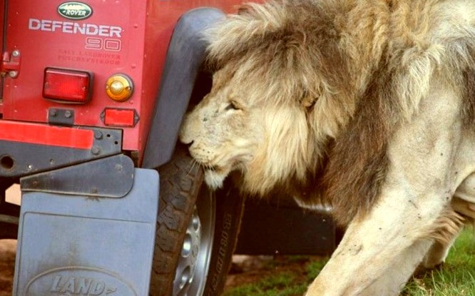 Lion's tire fitting :) - Africa, Safari, a lion, Auto, Longpost