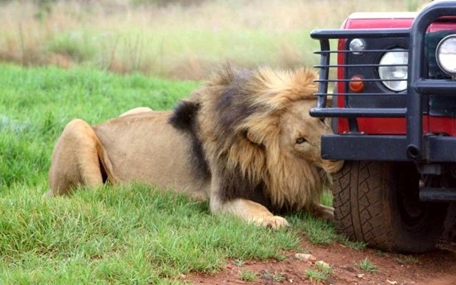 Lion's tire fitting :) - Africa, Safari, a lion, Auto, Longpost