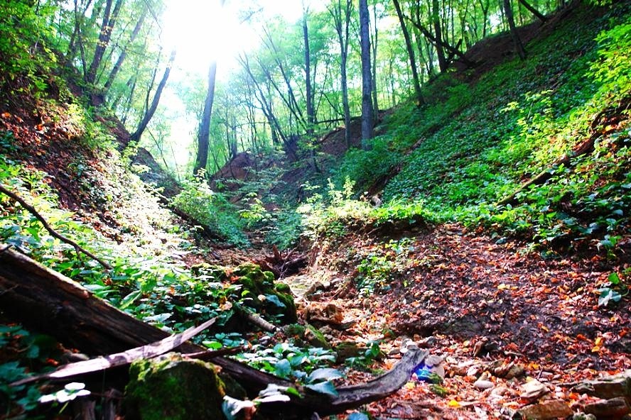 First post. I'm actually going to post pictures. So...Russian forest. - My, The forest, Forest, Greenery, Spring, Summer, beauty