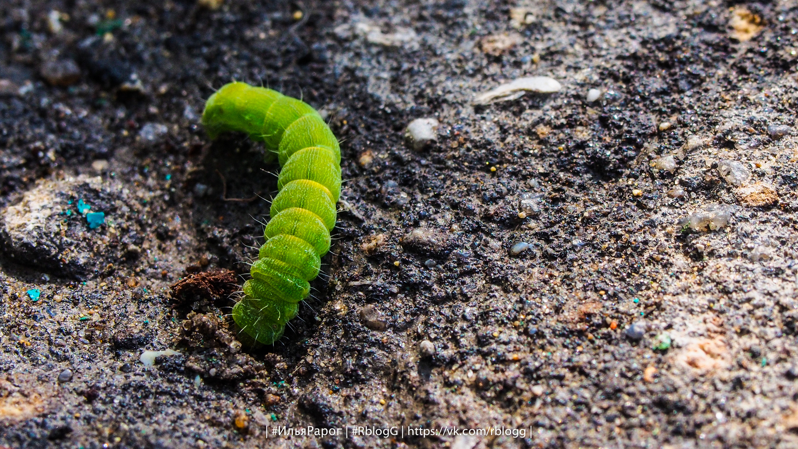 Olympus Pen E-PL6 kit 14-42mm + 40-150mm My First Camera Tests - My, Caterpillar, Worm, Butterfly, Insects, Macro, Olympus, Olympus, Photo, Macro photography