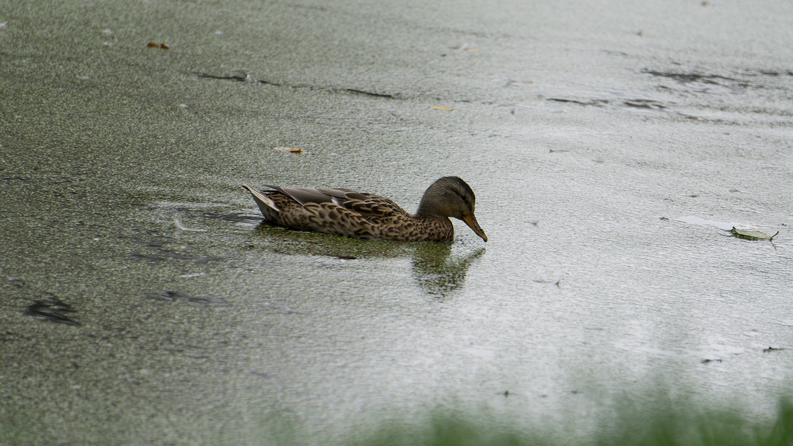 Duck in muddy pond - My, Duck, The photo, Sony a6000