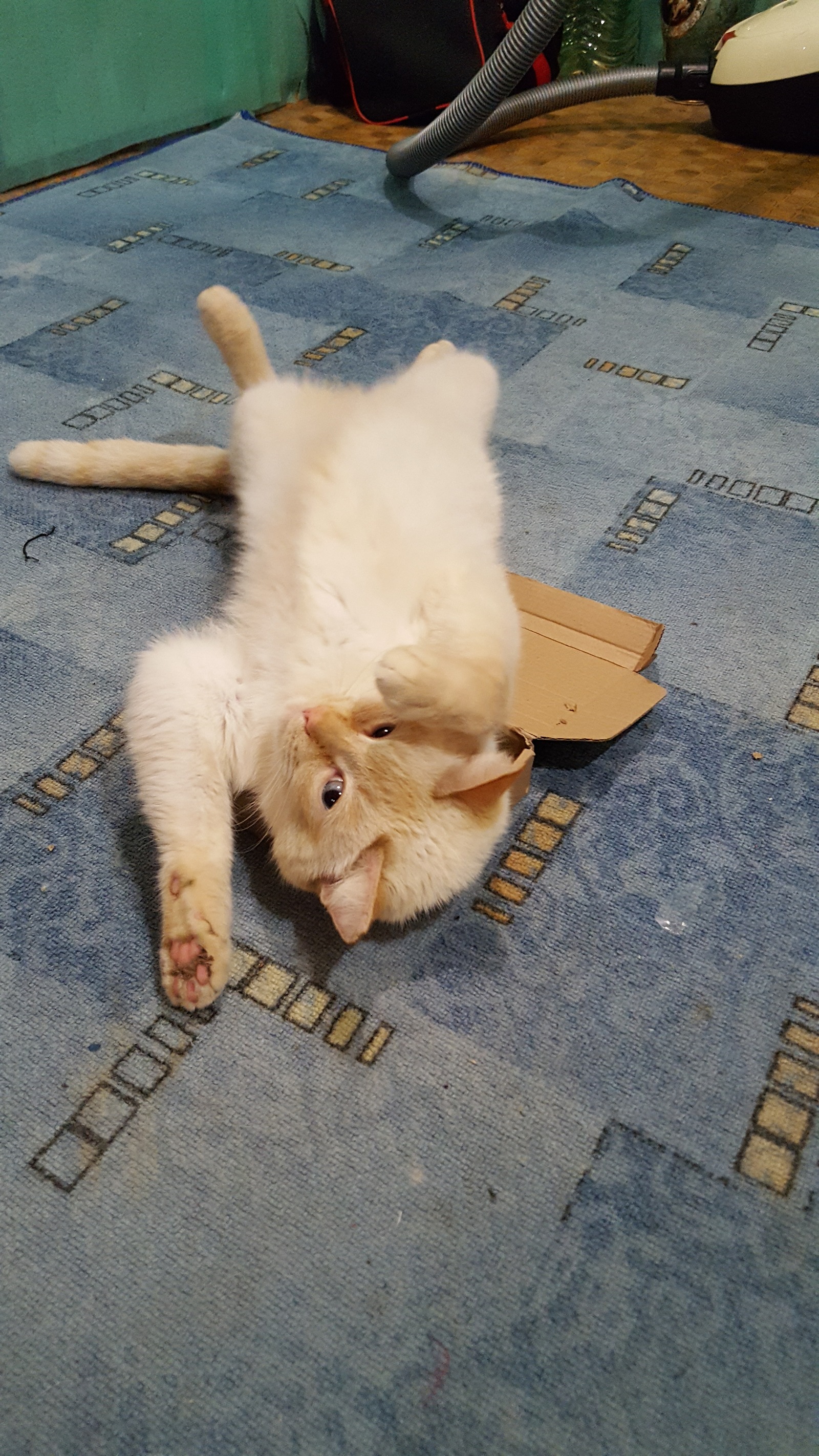 Well if not more - My, cat, Box, Did not work out