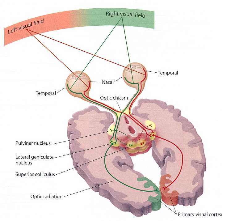 One Me, One Brain [8 attempt, cycle start - Split Brain] - Brain, The science, Neurobiology, Cognitive Neurobiology, Right hemisphere, Left hemisphere, Humor, Longpost