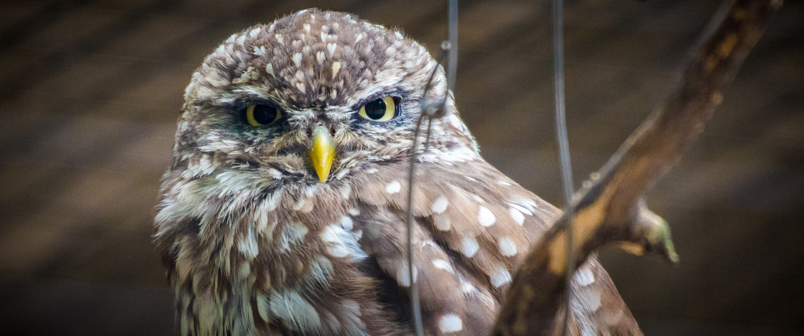 Little owl - My, Owl, Owl