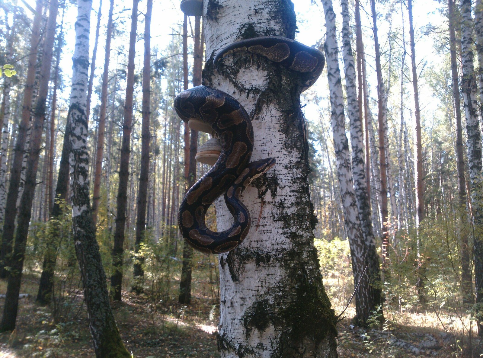 On a walk - My, Royal python, Chelyabinsk, Fast