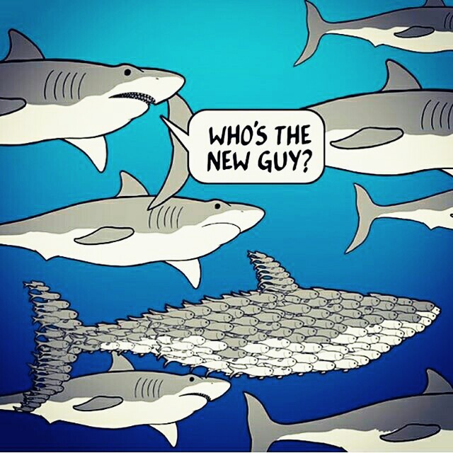 Who is this new guy? - Shark, A fish, Mimicry, Jamb