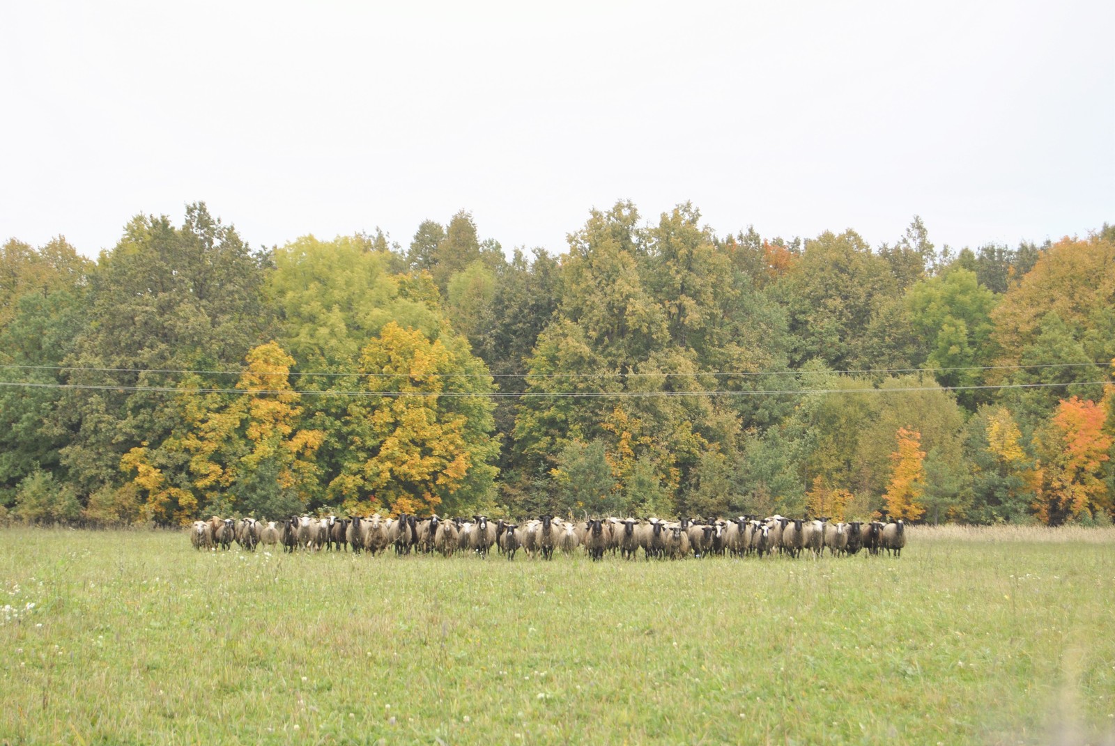 beauty - My, Autumn, Rams, Forest, Photo