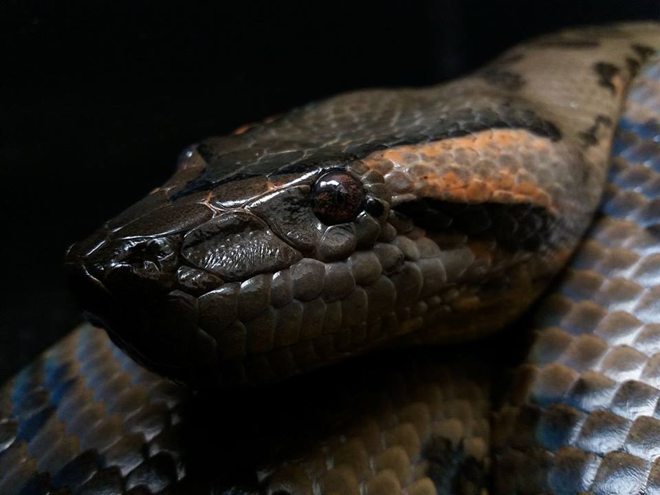 Giant anaconda (Eunectes murinus) - Anaconda, Boa, Snake