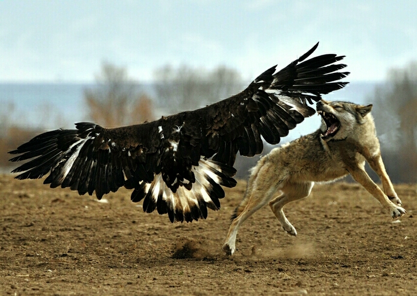 Skirmish - Photo, Wolf, Eagle, Skirmish