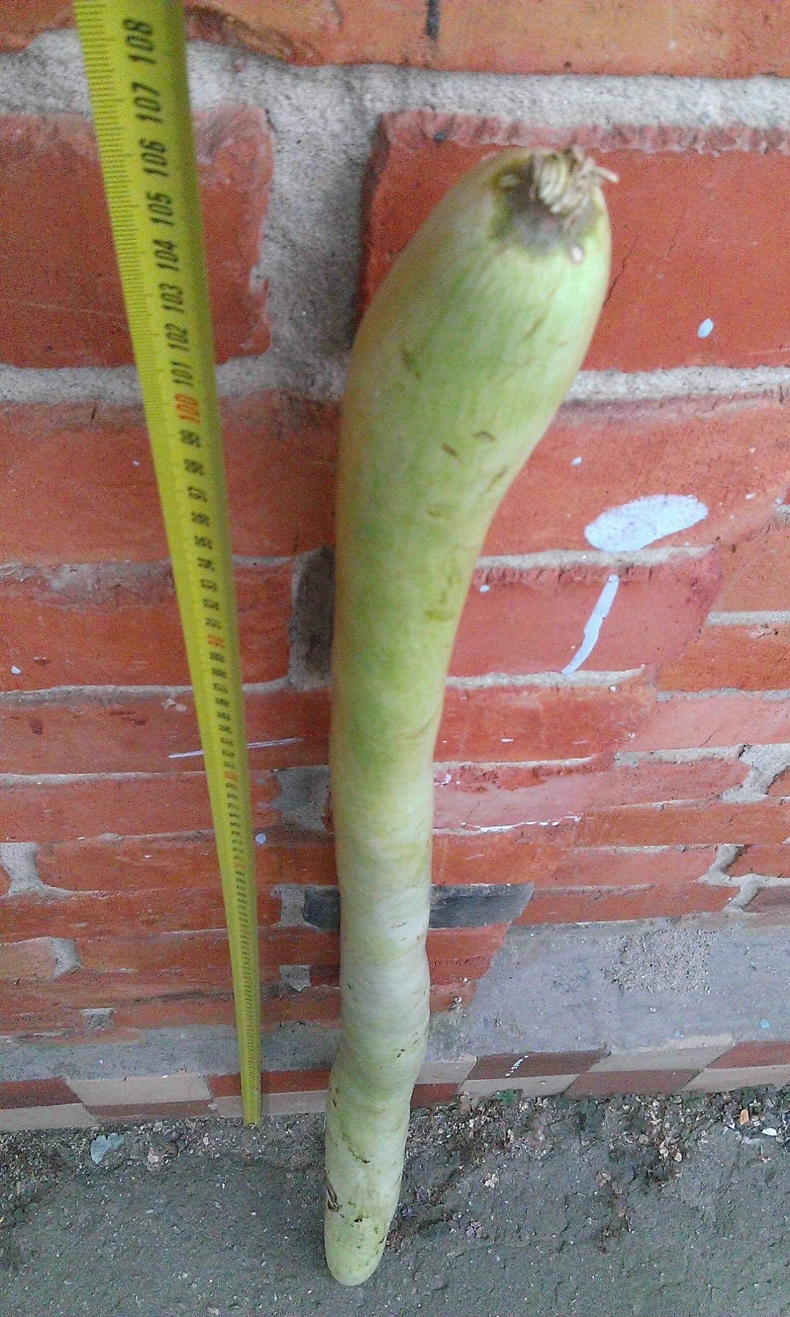 Zucchini is healthy!!! - My, Vegetables, Zucchini, Record, Dacha, Black Overlord, The size, Longpost