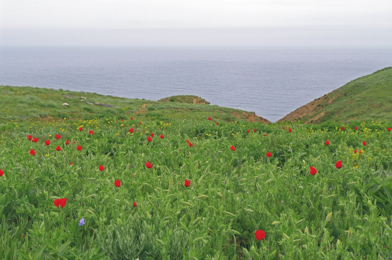 Spring in the Crimean mountains. - My, Crimea, Photo, Russia, Echki-Dag, New World, , The mountains, Spring, Longpost