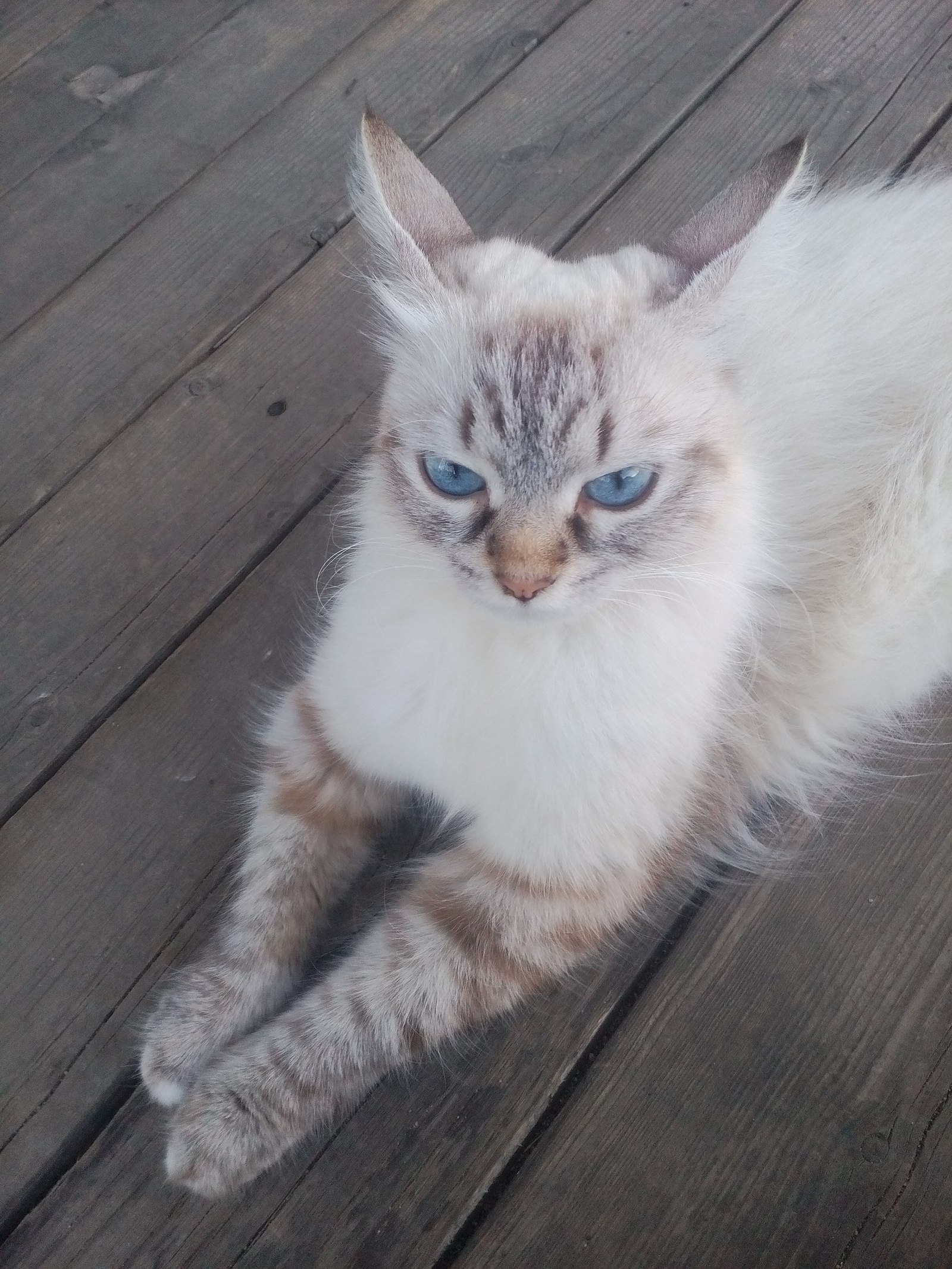 Girl's reaction to being photographed - My, cat, Neva Masquerade, Photo