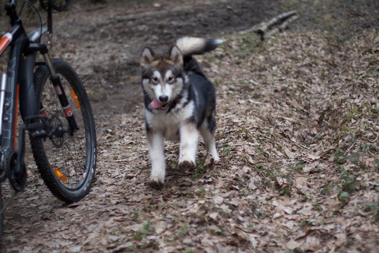 Continuing the theme of pets with photos before and now - My, Dog, Husky, Alaskan Malamute, Pet, It Was-It Was, Longpost, Pets