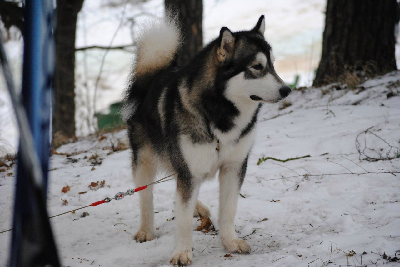 Continuing the theme of pets with photos before and now - My, Dog, Husky, Alaskan Malamute, Pet, It Was-It Was, Longpost, Pets