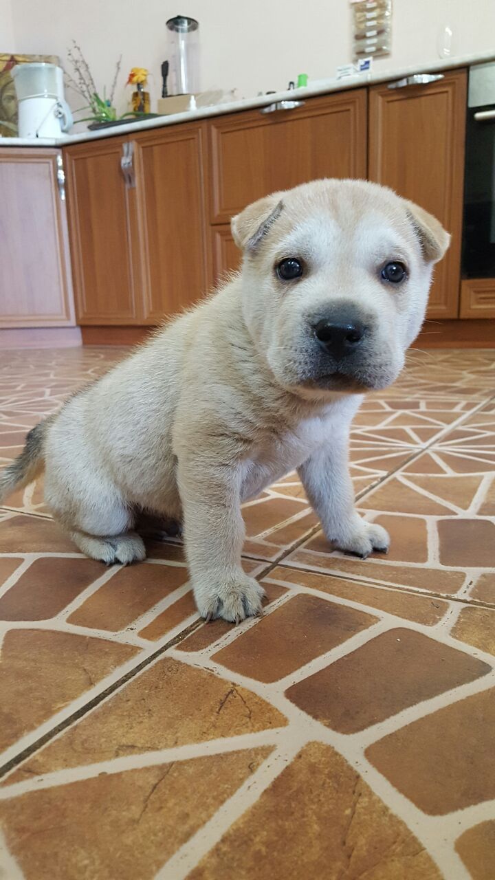 Haspei or Sharpaski? - Husky, Shar Pei, Love, Dog, Puppies, Bobble, Milota, Longpost