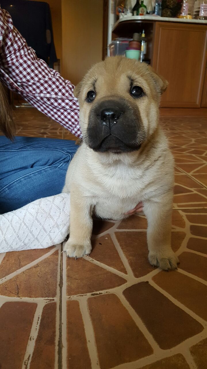 Haspei or Sharpaski? - Husky, Shar Pei, Love, Dog, Puppies, Bobble, Milota, Longpost