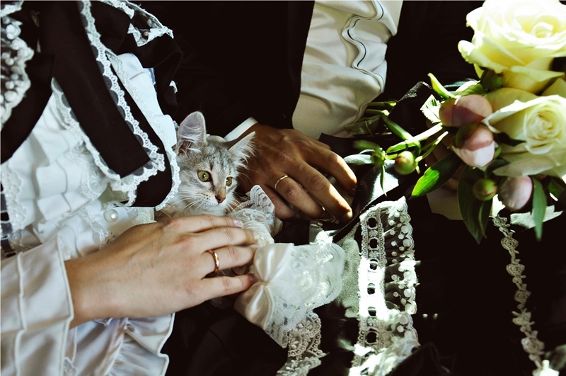 Witness at the wedding - My, cat, Photo, Longpost