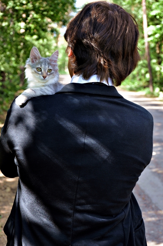 Witness at the wedding - My, cat, Photo, Longpost