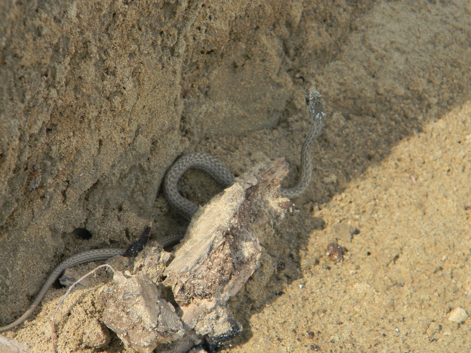 Tell me what kind of snake - My, Snake, Volga, Astrakhan, Volga river