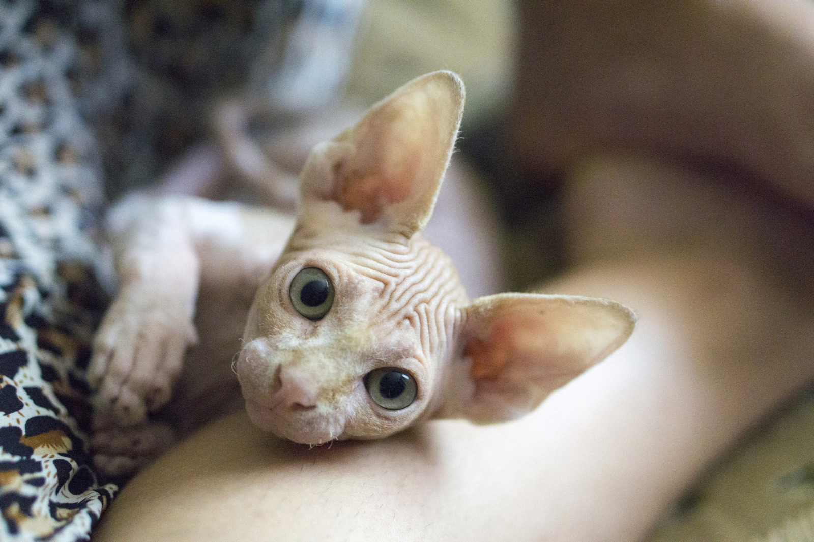 My pet part 2 - My, cat, Don Sphynx, Photo, My, Bald, Longpost