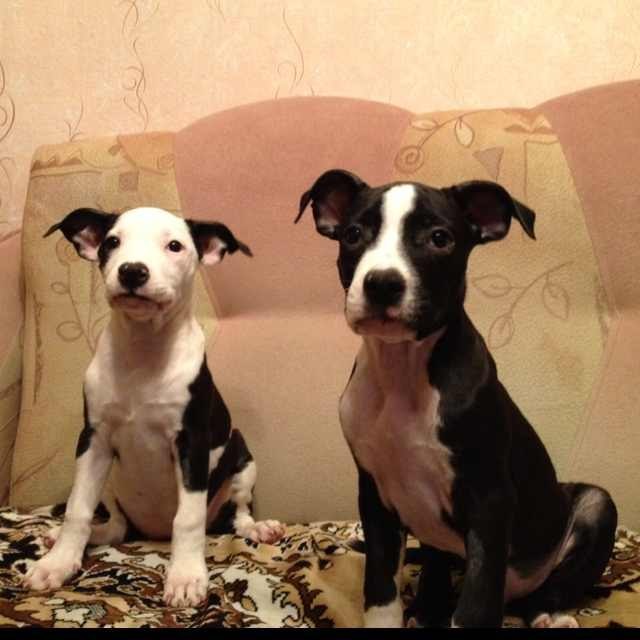 These guys look like they released the best album of the year. - My, Album, Dog, My, Photo, Pitbull