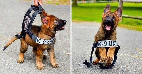 First day at a new job. - Dog, Vest, Service dogs, Puppies