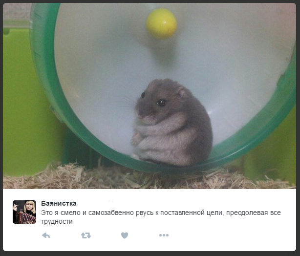 perseverance - Hamster, Twitter, Picture with text